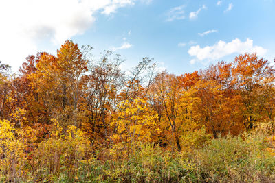 View of autumnal trees against sky during autumn