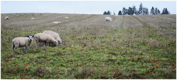 Sheep grazing in a field