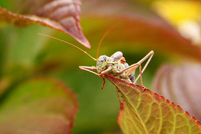 Close-up of insect on leaves