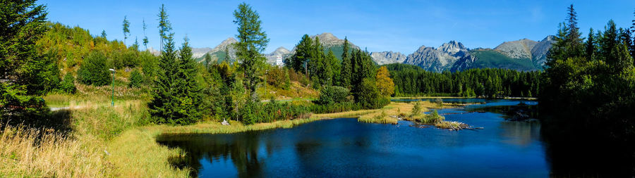 Scenic view of lake by trees in forest