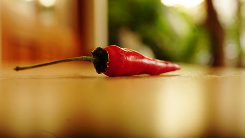 Close up of red leaf