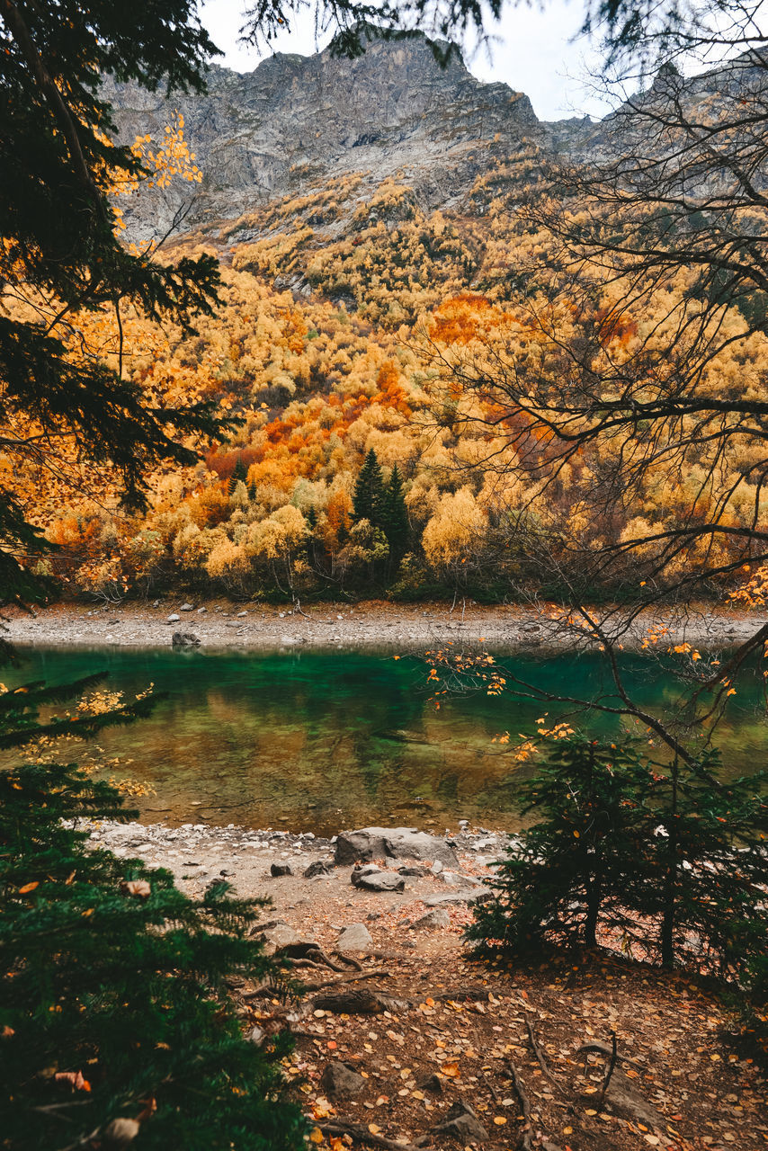 SCENIC VIEW OF LAKE BY TREES IN FOREST