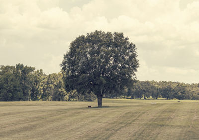 Trees on field against cloudy sky