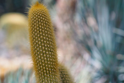 Close-up of cactus plant