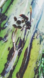 Close-up of insect on leaf