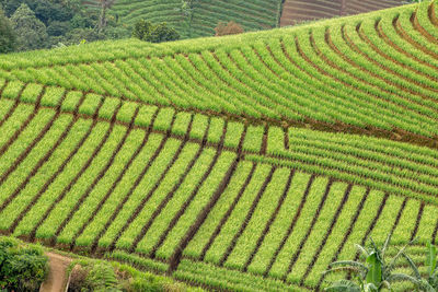 High angle view of agricultural field