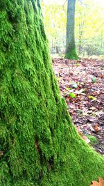 Ivy growing on tree