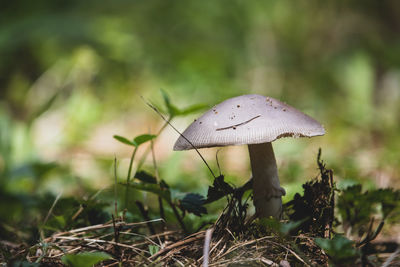 Macro of small mushroom in yard.
