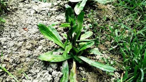 High angle view of plant on field