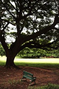 Trees in park against sky