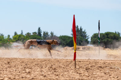 View of horse cart on sand