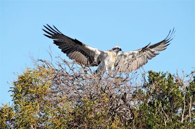 Low angle view of eagle flying against sky