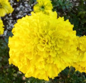 Close-up of yellow marigold blooming outdoors