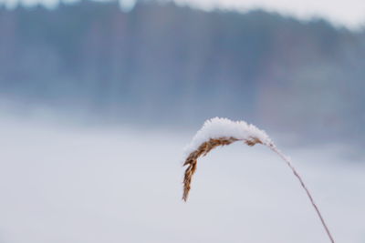 Close-up of vapor trail in winter