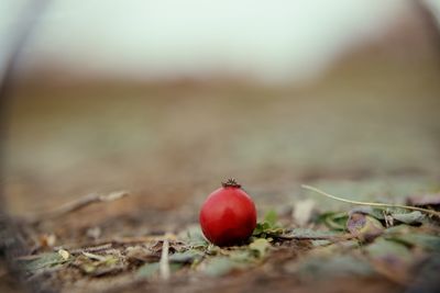 Close-up of red berries on field