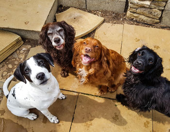 High angle view of dogs sitting on tiled floor