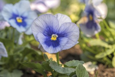 Close-up of purple flowering plant