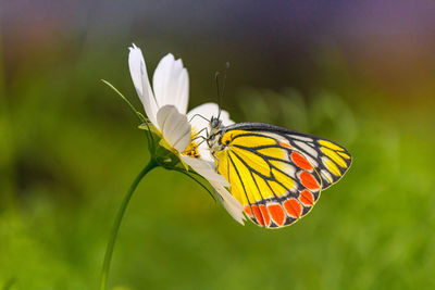 Close-up of butterfly pollinating on flower