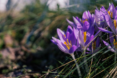 Close-up of purple crocus flowers on field