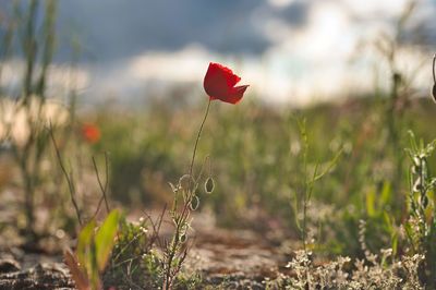 Close-up of red poppy flower on field