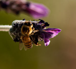 Close-up of bee pollinating on flower