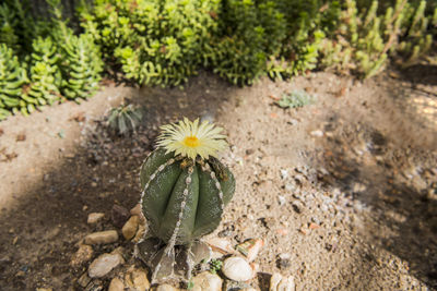 High angle view of flowering plant on field