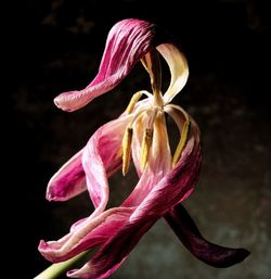 Close-up of pink flower against black background