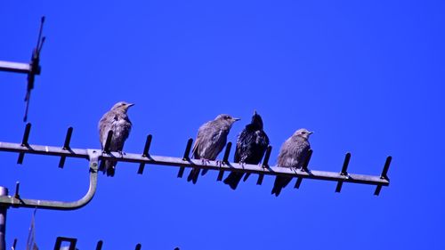 Low angle view of birds perching on cable against blue sky