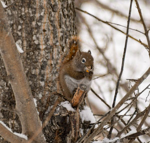 Close-up of squirrel eating branch