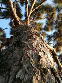 Low angle view of tree against sky