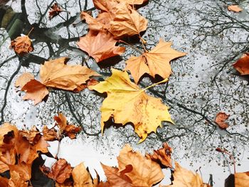 Close-up of maple leaves