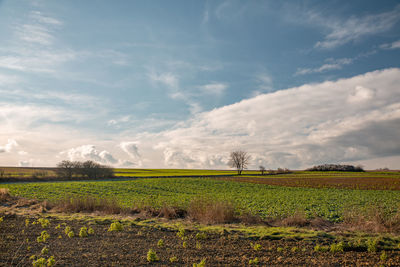 Scenic view of agricultural field against sky