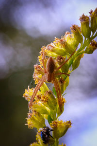 Close-up of insect on plant against sky