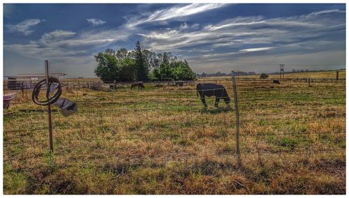 Scenic view of grassy field against sky