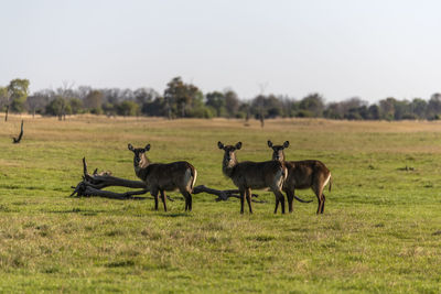 Portrait of deers standing on land