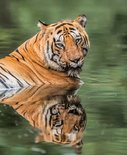 tiger
