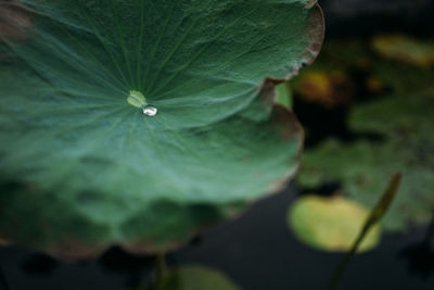 Close-up of plant