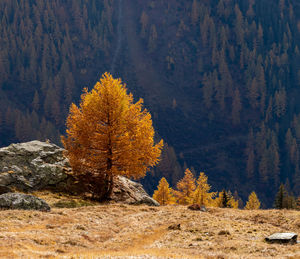Single autumn or fall larch tree against background forest. tranquil country side scenery