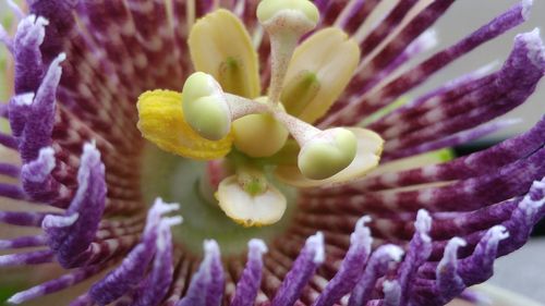 Close-up of purple flowering plant