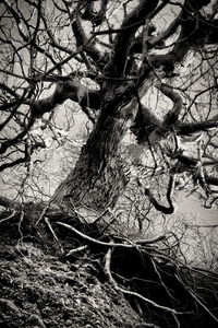 Close-up of tree trunk