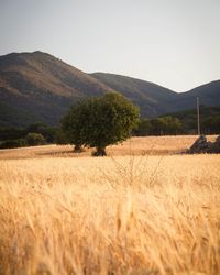 Scenic view of field against clear sky