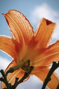 Close-up of orange lily 