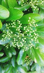 Close-up of green leaves on plant