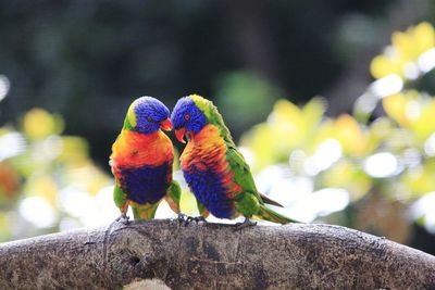 Close-up of two parrots perching