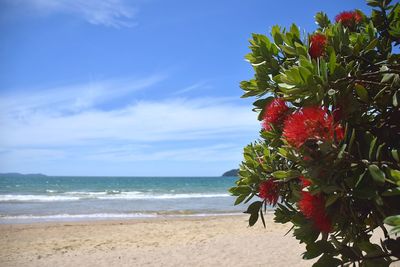 Close-up of red flower on beach against sky