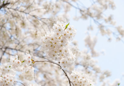 Low angle view of cherry blossom