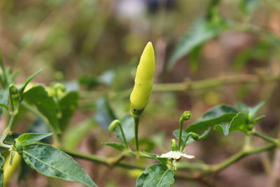 Close-up of flower buds growing outdoors