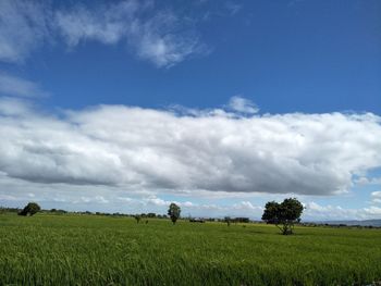 Scenic view of agricultural field against sky