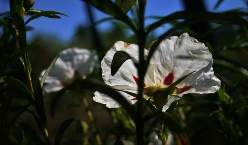 Close-up of flowers