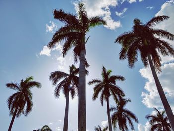 Low angle view of palm trees against sky